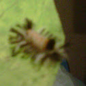 Milkweed Tussock Caterpillar