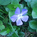 campanilla azul silvestre