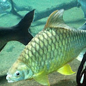 Carp