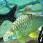 Carp