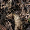 Thirteen-Striped Ground Squirrel
