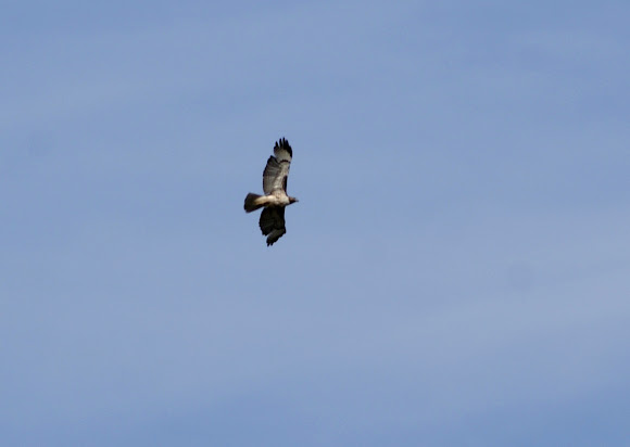 Spotting Image 1