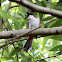 Red-whiskered Bulbul