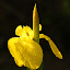 Yellow flag iris