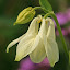 Aquilegia