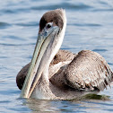 Brown Pelican