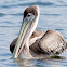 Brown Pelican