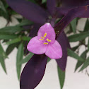 Purple Heart