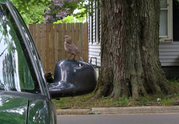 Spotting Image 1