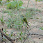 Green Bee-eater
