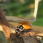 Spotless Convergent Ladybug