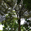 Durain Tree