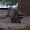 Raccoon