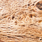 Holm oak dead trunk, tronco seco de encina