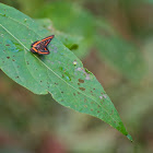 Meneria Metalmark