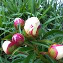 Peony