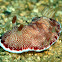 Nudibranch