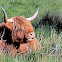 Highland Cow