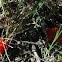 Dictydiaethalium plumbeum