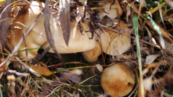 Spotting Image 1