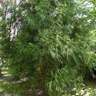 Japanese Cedar
