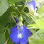 Butterfly Pea Vine