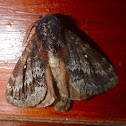 Brown Silkmoth