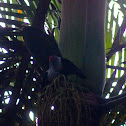 Seychelles blue pigeon