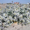 Eryngium maritimum (Cardo marítimo. Sea holly)