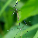 Phantom Crane Flies (mating pair)