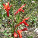 California Fuschia