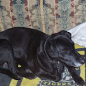 Dog, in this case, her name is Billie