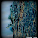 Indian Squirrel
