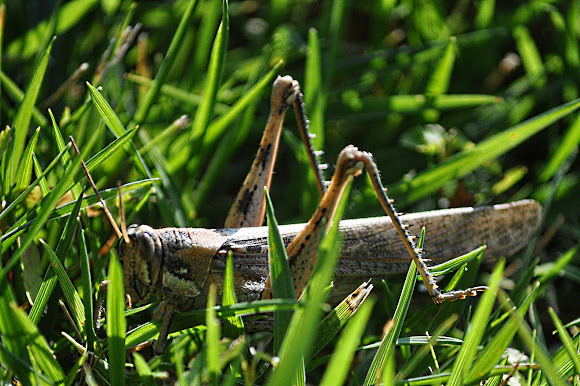 Spotting Image 1