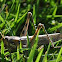 Grasshopper