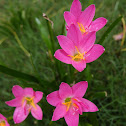 Pink Rain Lily
