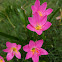Pink Rain Lily