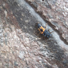 Multicolored Asian Lady Beetle