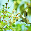 Bee Hummingbird / Zunzuncito