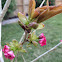 Japanese Cherry Tree