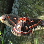Cecropia Moth