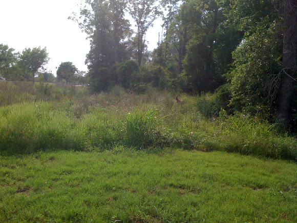 Spotting Image 1