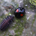 Kidney spot ladybird