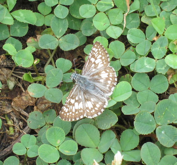 Spotting Image 1