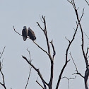 Bald Eagles in Love