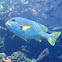 Diagonal-banded Sweetlips
