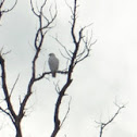 Albino Red-Tailed Hawk