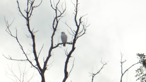 Spotting Image 1
