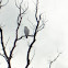 Albino Red-Tailed Hawk