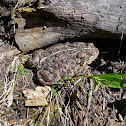 Western Toad